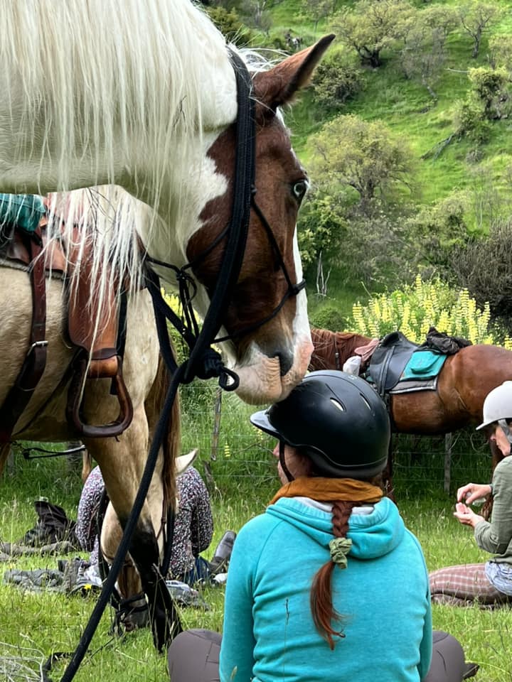 How we manage and engage with our horses shapes their personality